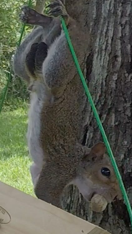 Squirrel Eating a Peanut