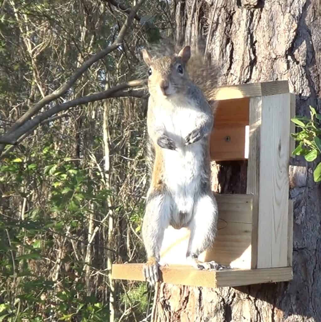 Classic Squirrel Feeder with Peanuts