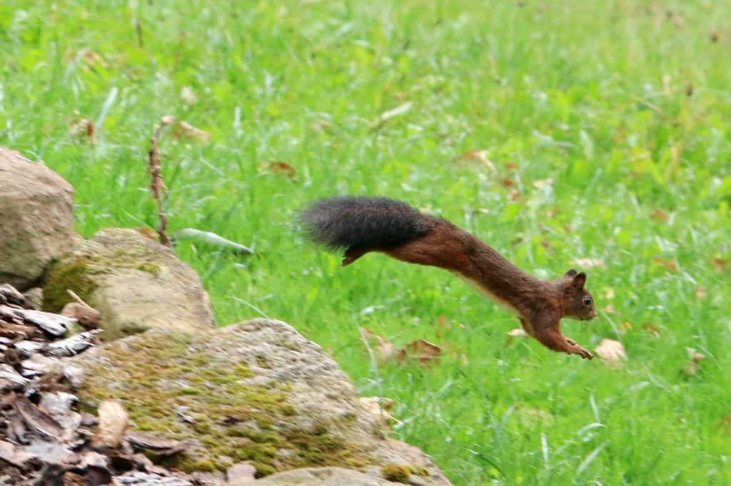 Jumping Squirrel