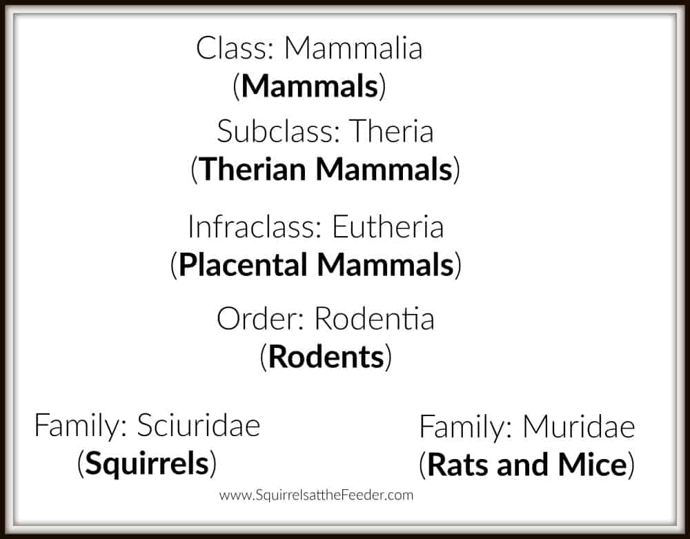Rat and Squirrel Taxonomy