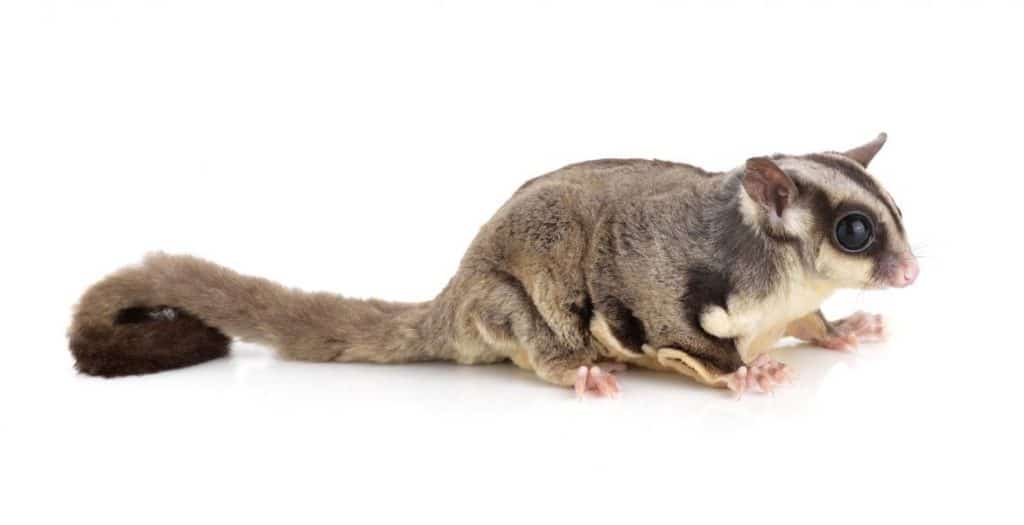 Sugar Gliders vs Flying Squirrels: The Key Differences! - Squirrels at the  Feeder