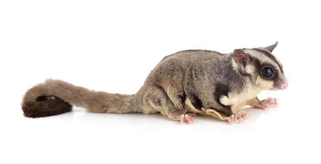 Sugar Gliders vs Flying Squirrels Both Cute But Extremely Different!