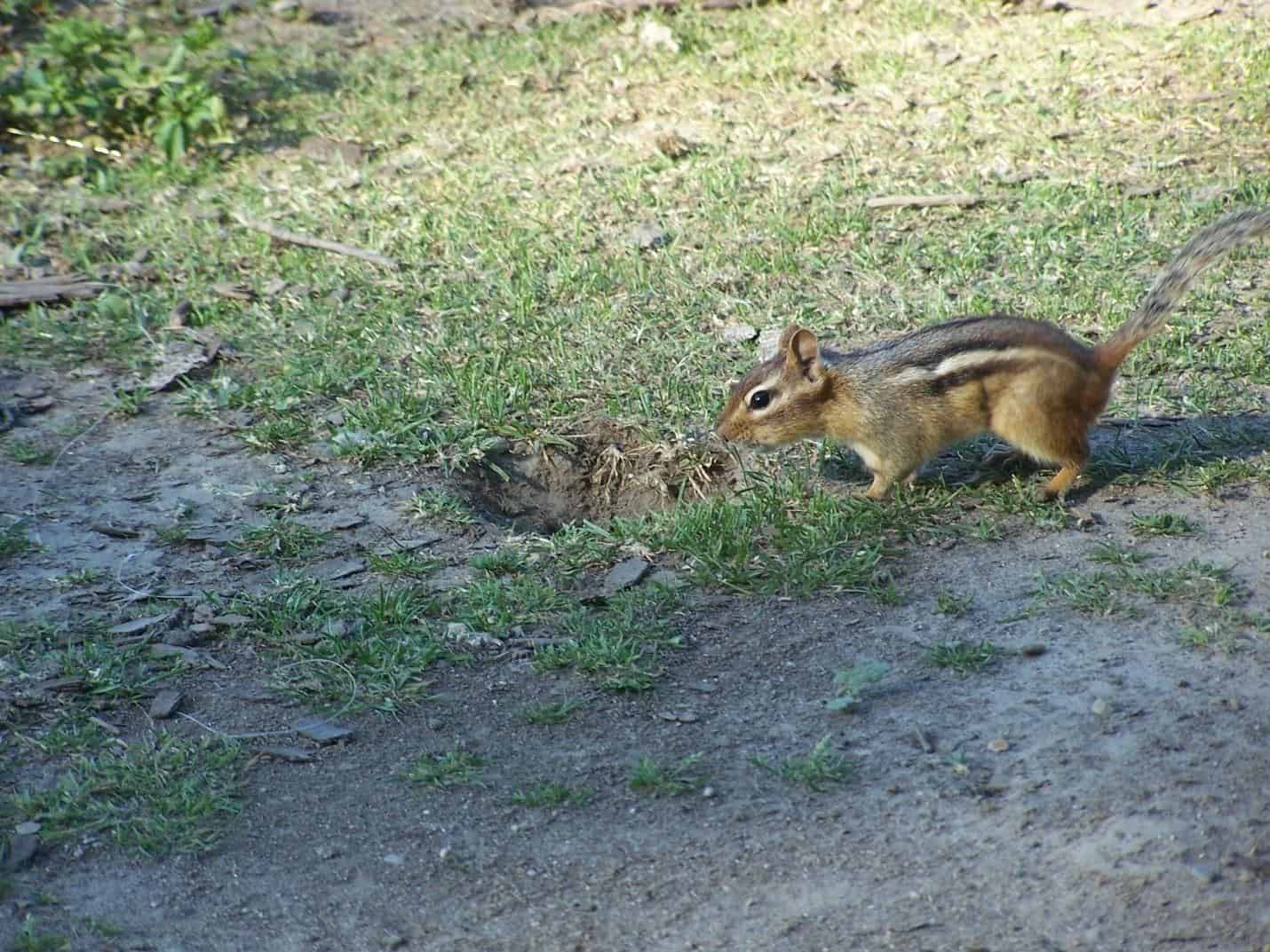 Where Do Chipmunks Live? Right Under Your Feet! Squirrels at the Feeder