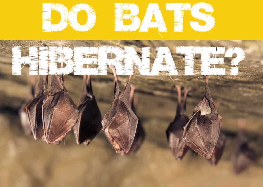 Do Bats Hibernate