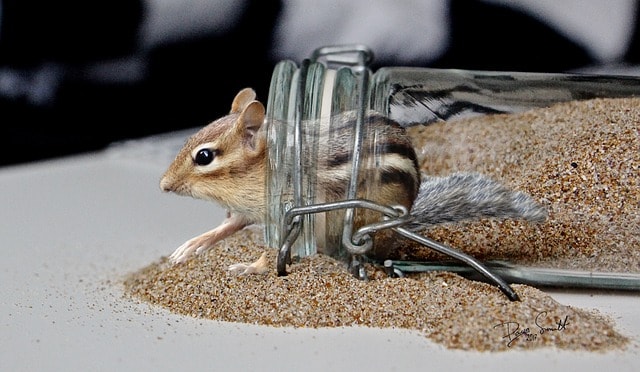 How To Catch A Chipmunk In Your House, How To Catch A Chipmunk In Your Basement