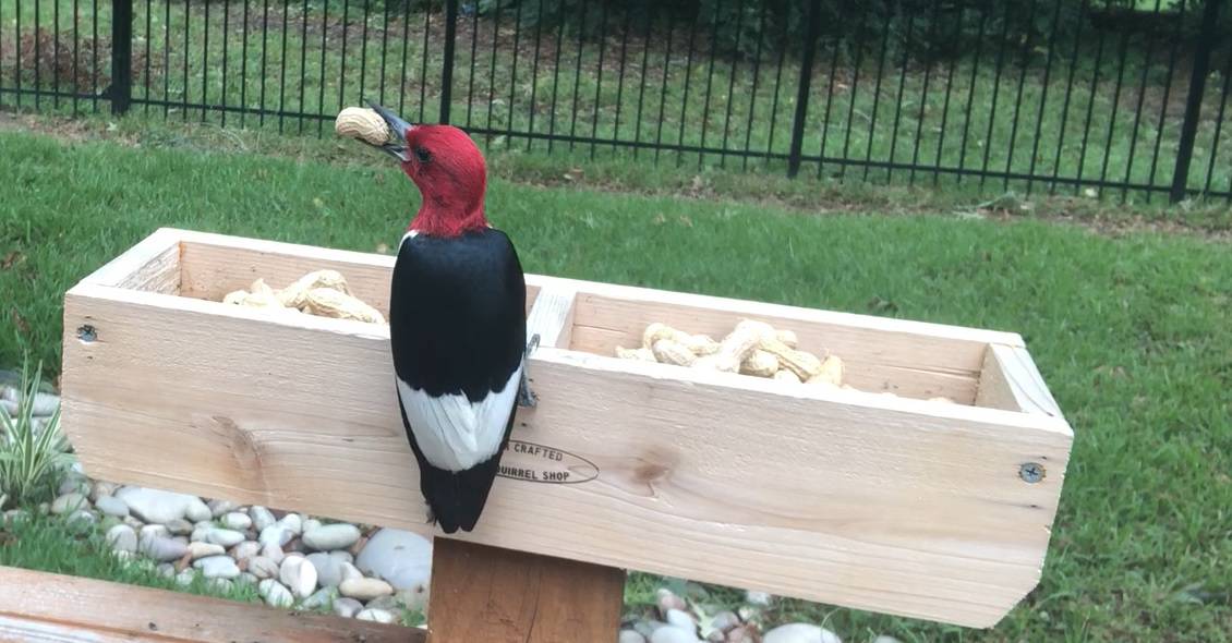 How To Attract Woodpeckers To Feeders Squirrels at the Feeder