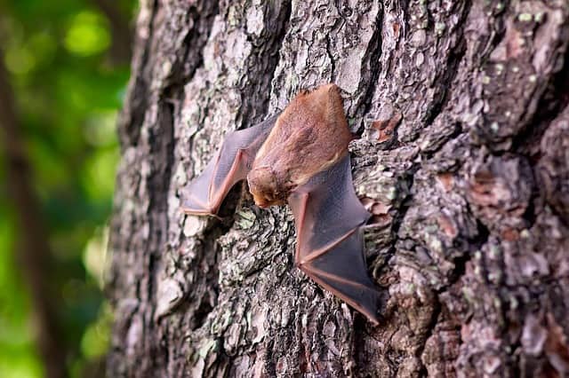 Types of Bats