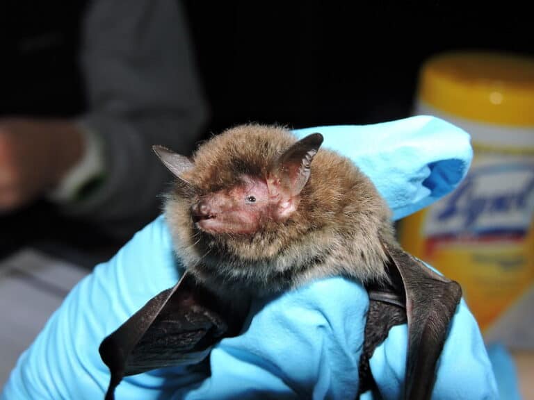 Are Bats Protected By Federal Law? Some But Not All! Squirrels at the