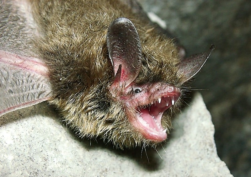 Bat Teeth
