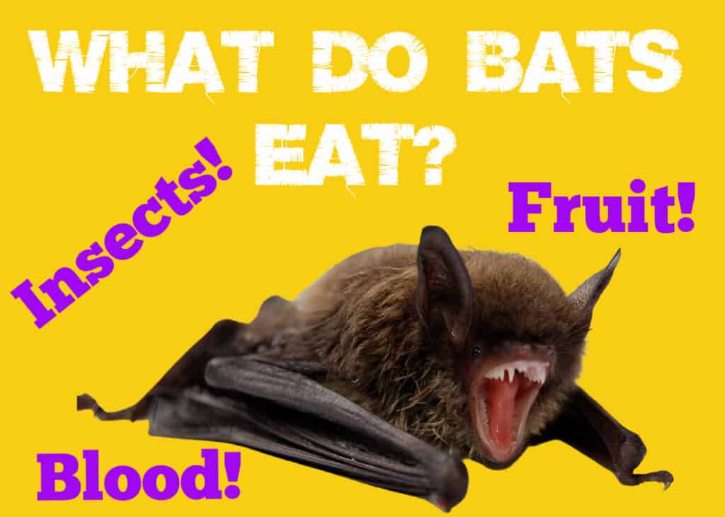 What do bats eat
