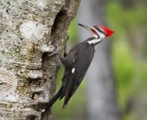[EASY!] How To Attract Pileated Woodpeckers To Your Yard - Squirrels at