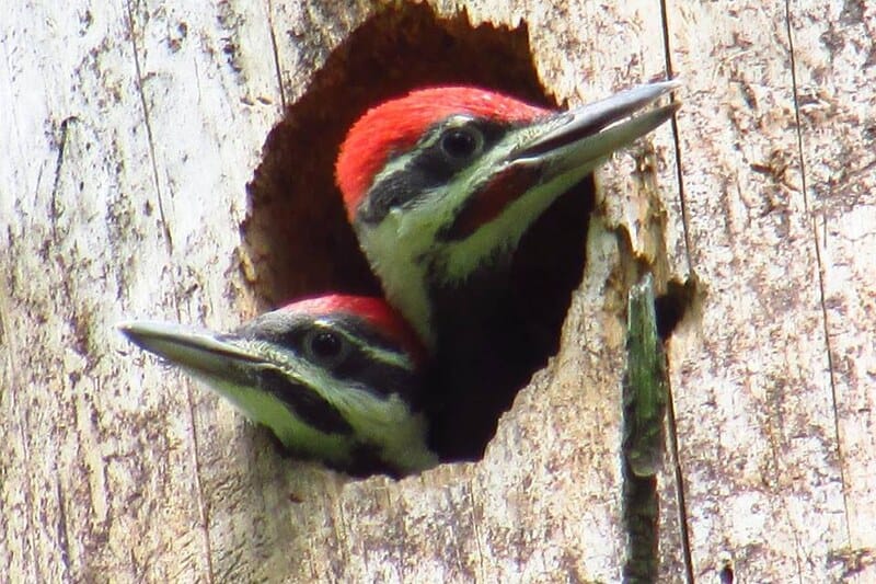 Hungry Pileated Woodpeckers