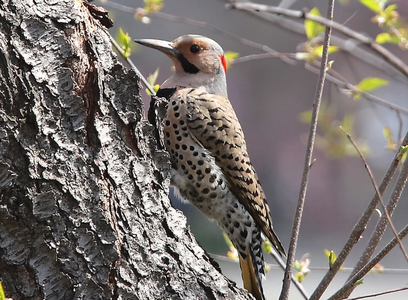 Woodpecker On A Tree
