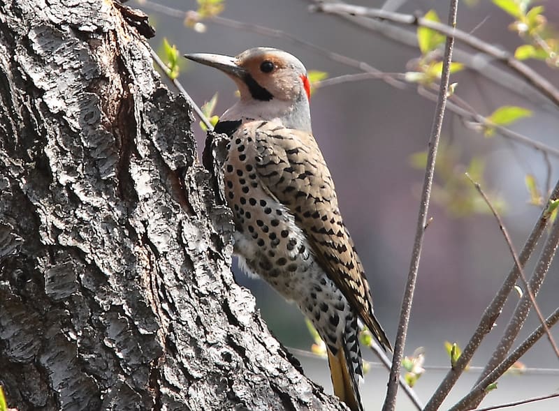Are Woodpeckers Bad For Trees? Not Really...They Actually Help!