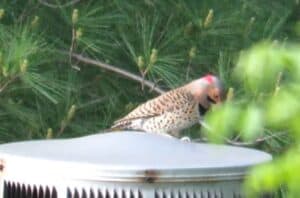 Why Do Woodpeckers Peck On Metal? Just Be Glad It Is Not Your Windows