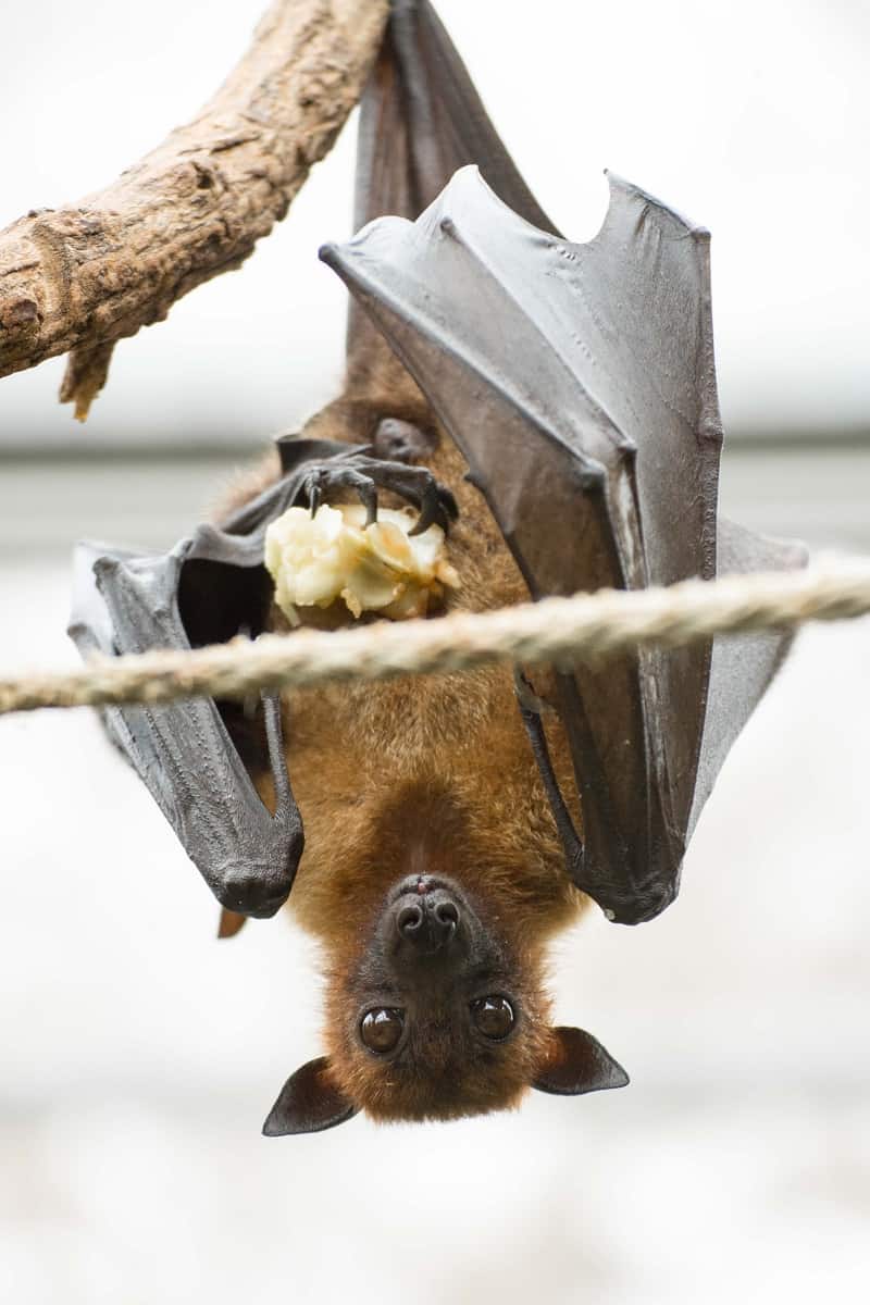 [SHOCKING] What Do Bats Eat Insects, Fruit and Blood! Squirrels at