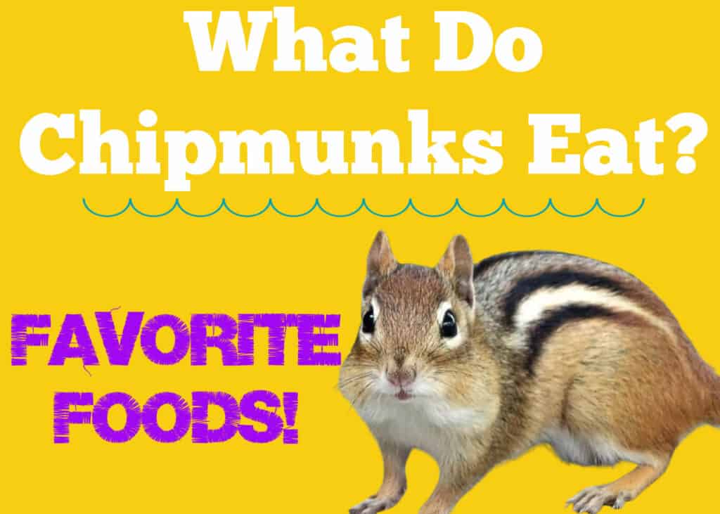 What Do Chipmunks Eat