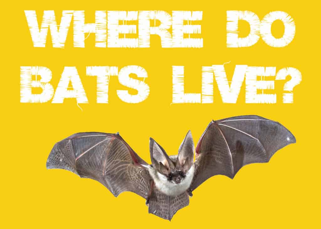 Where Do Bats Live
