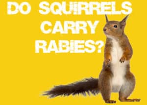 Do Squirrels Carry Rabies? What Diseases Do They Get? - Squirrels at
