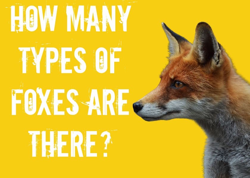How Many Types of Foxes Are There? - Squirrels at the Feeder