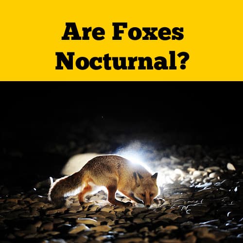 Are Foxes Nocturnal