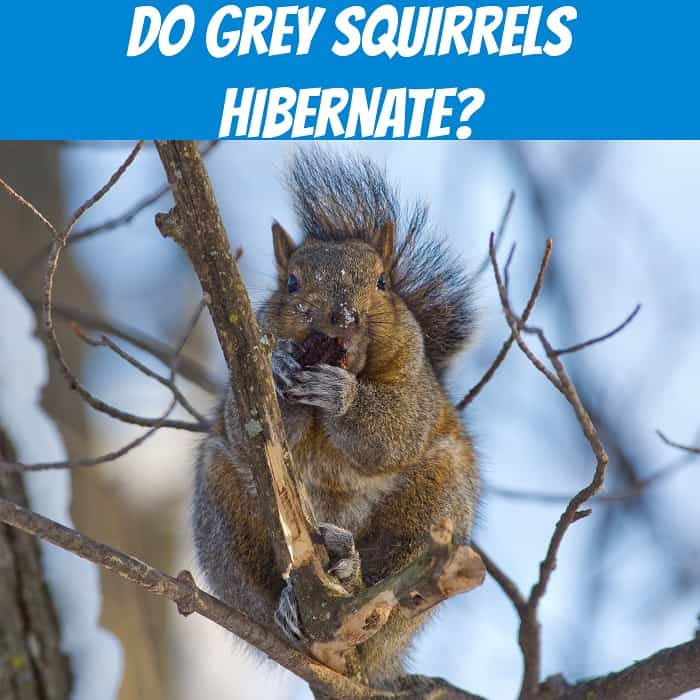 Do Grey Squirrels Hibernate