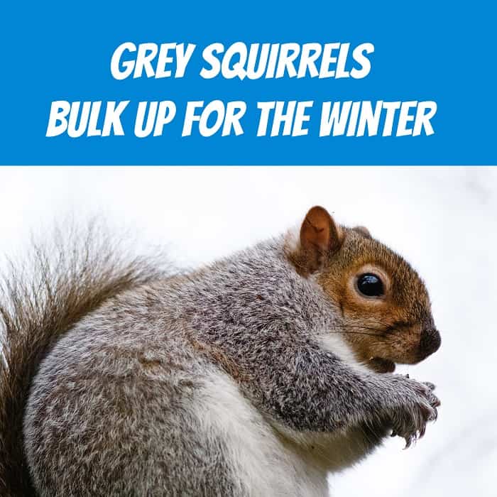 Grey Squirrels Add Weight for Winter Warmth