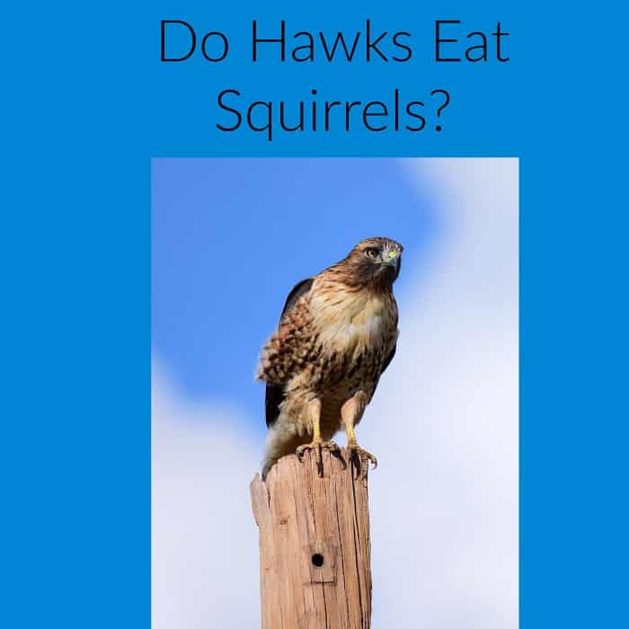 Hawks are Squirrel Predators