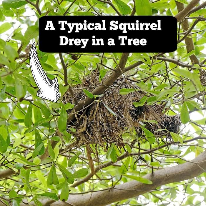 Squirrel Drey