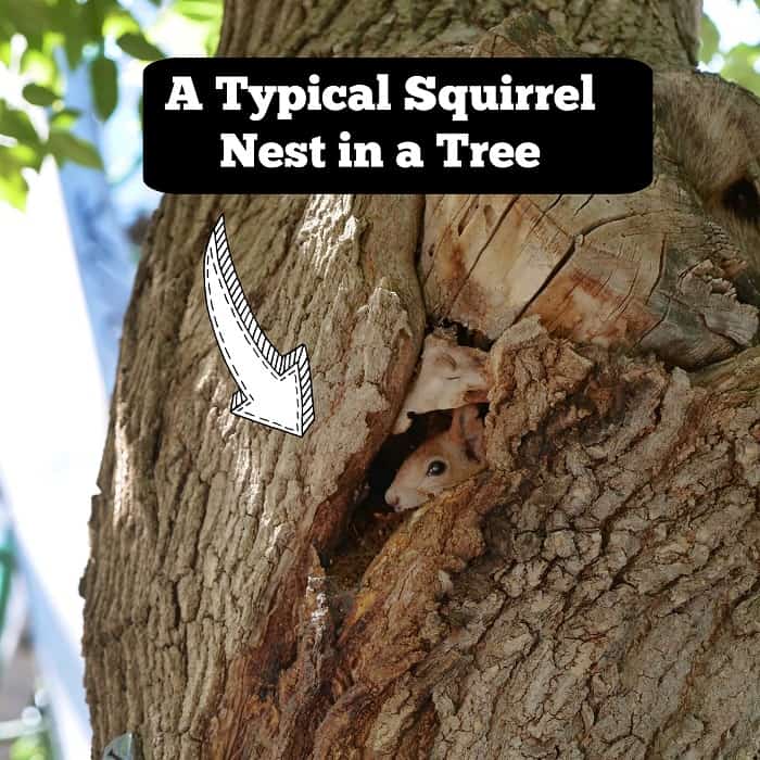Squirrel Nest