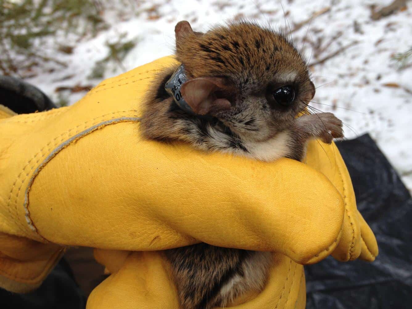 Carolina Northern Flying Squirrel with a radio collar held in a gloved hand.