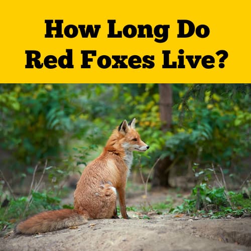 Fox Life Span and Mortality