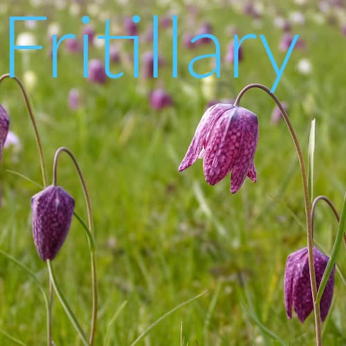 Fritillary