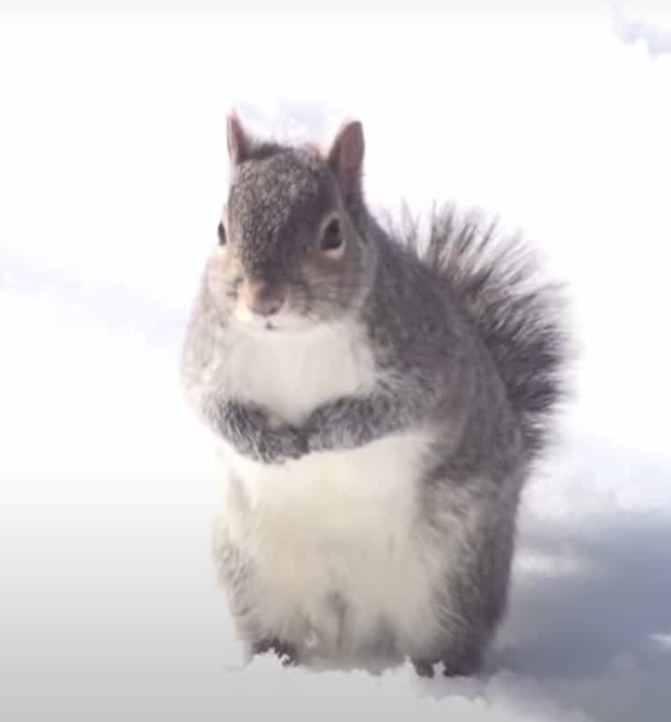 Grey Squirrel in the Snow