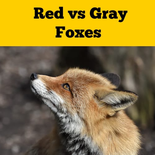 Red vs Gray Foxes