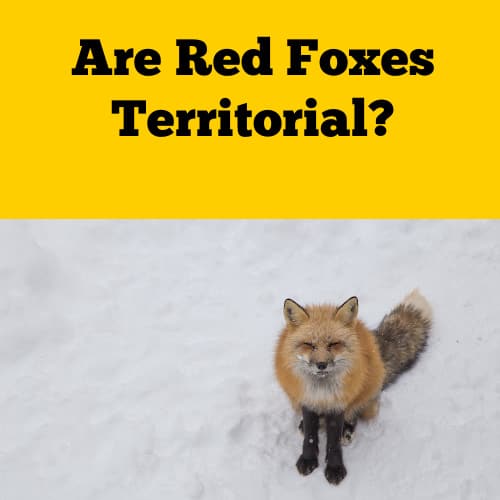 Are Foxes Territorial