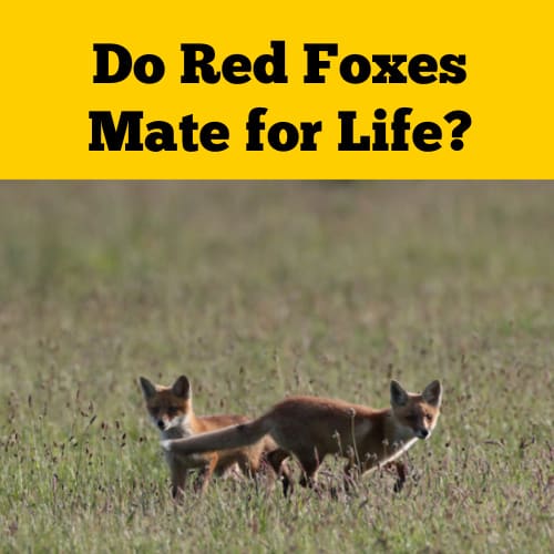 Do Foxes mate for life