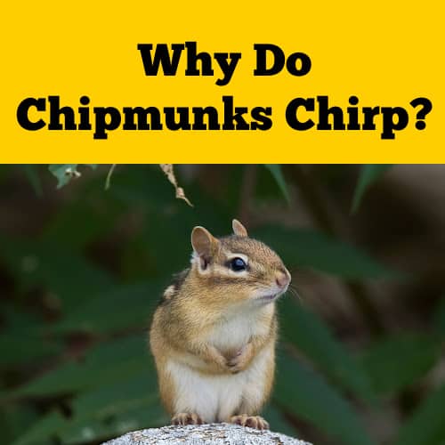 Why Do Chipmunks Chirp