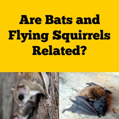 Bats and Flying Squirrel Relationship