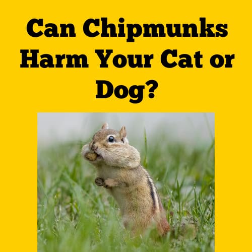Can Chipmunks Harm Pets