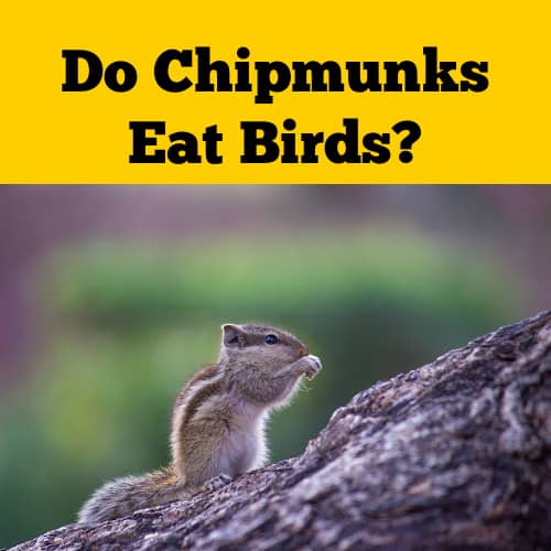 Chipmunks Eat Birds