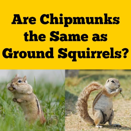 Chipmunks and Ground Squirrels