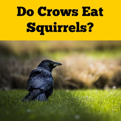 Do Crows Eat Squirrels
