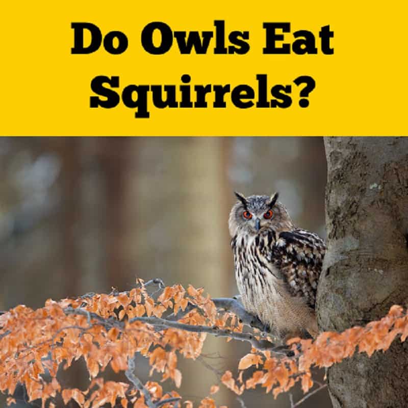 Do Owls Eat Squirrels