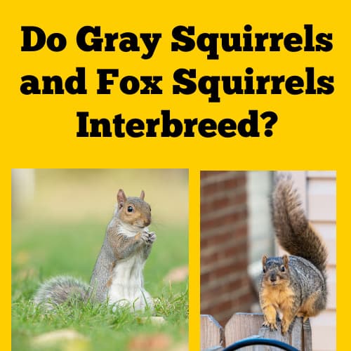 Do Squirrels Interbreed