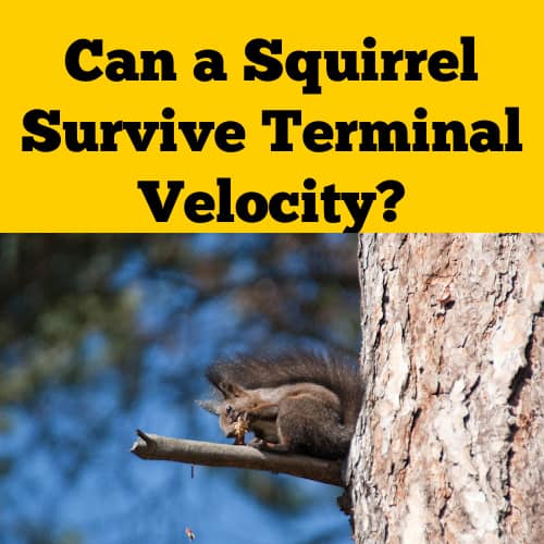 Squirrel at Terminal Velocity