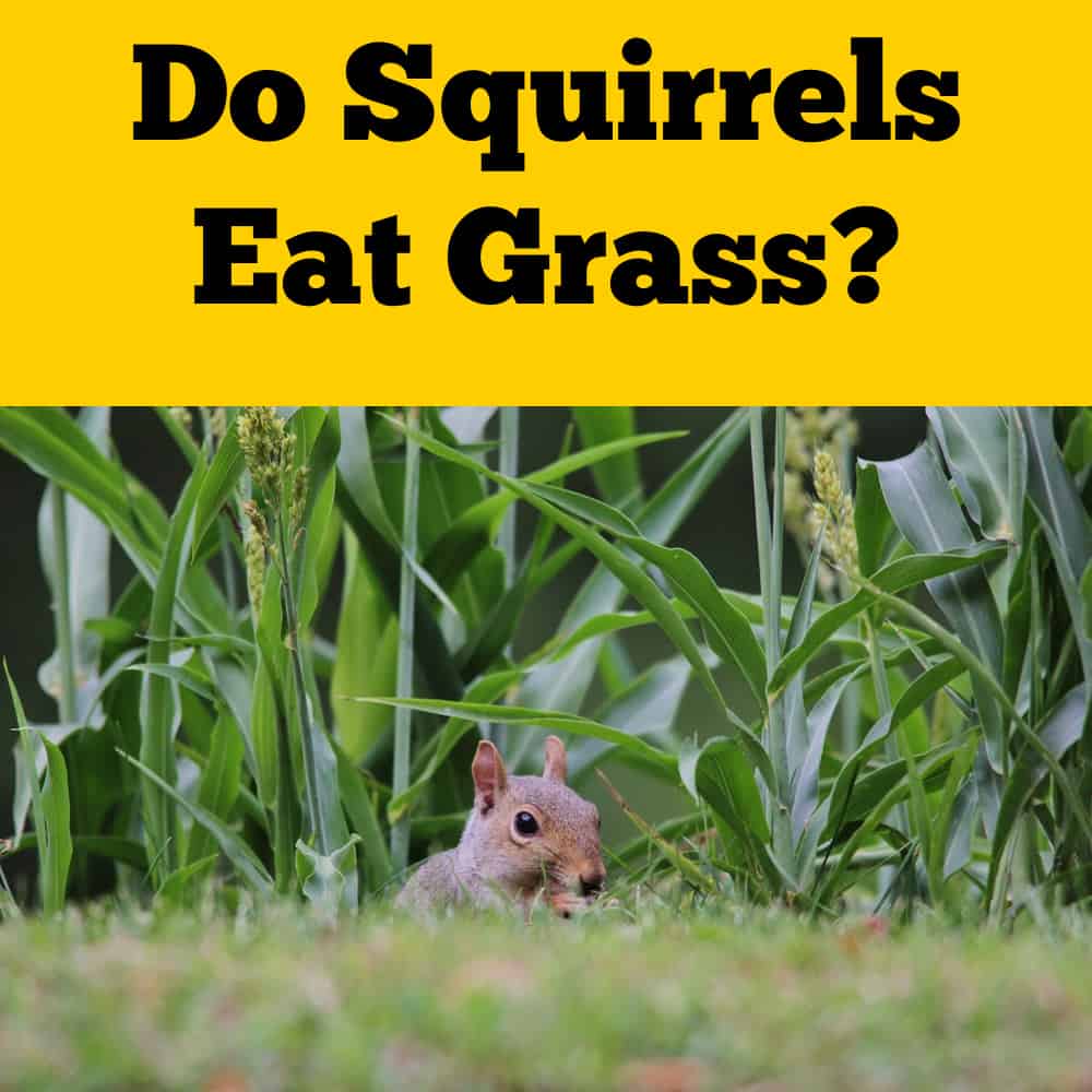 Do Squirrels Eat Grass