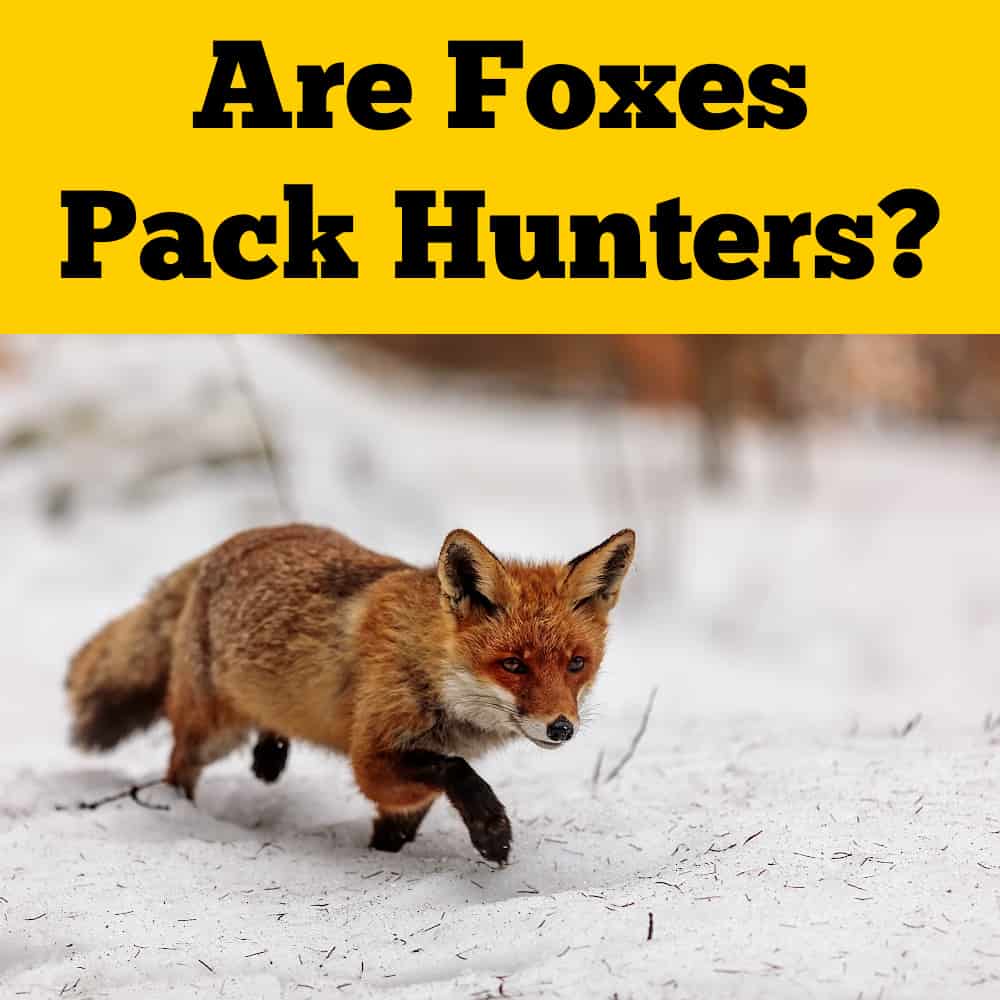 Fox Hunting Alone in Winter