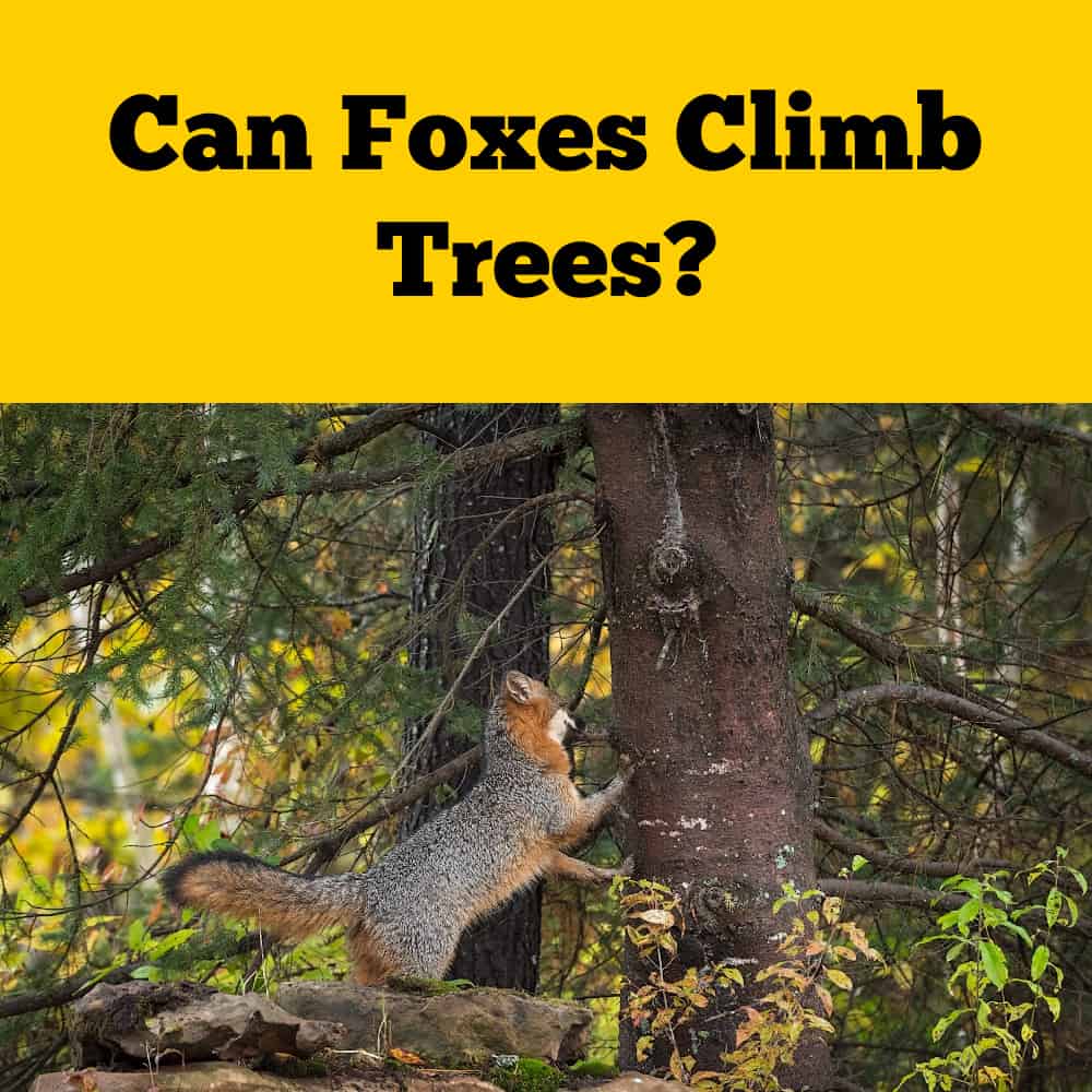 Can Foxes Climb Trees