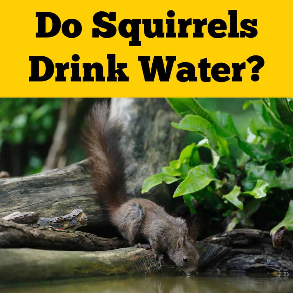 Do Squirrels Drink Water
